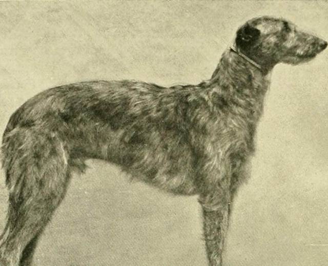 Photo American Staghound