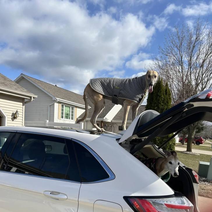 Un American Staghound sur un véhicule et tirant la langue l'autre dans la malle arrière 