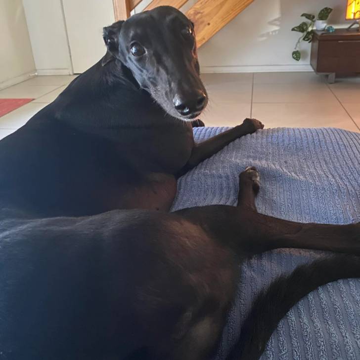 Un American Staghound allongé sur un lit et regardant vers la caméra