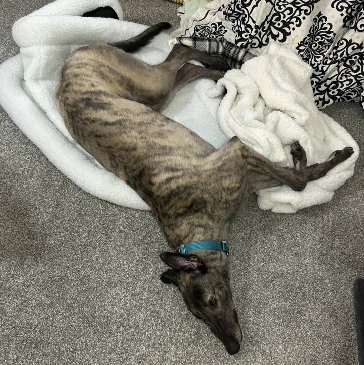 Un American Staghound allongé sur une couverture et portant un collier autour du cou