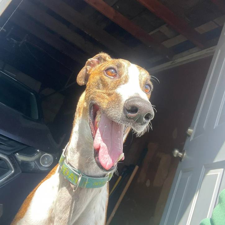 Un American Staghound portant un collier au cou et tirant la langue