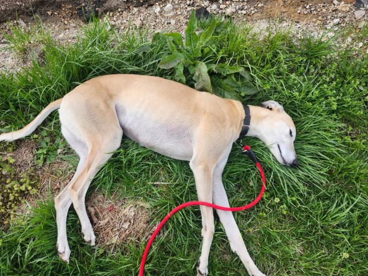 Un American Staghound allongé sur un terrain herbeux et tenu en laisse