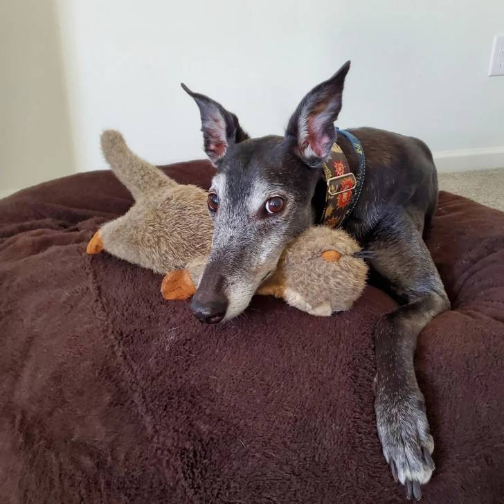 Un American Staghound allongé sur un coussin et regardant vers la caméra