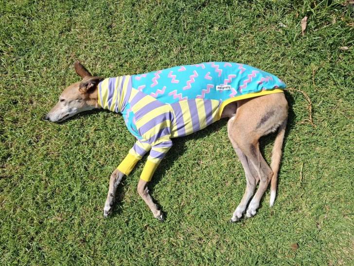 Un American Staghound allongé sur un terrain herbeux et portant un manteau pour chien