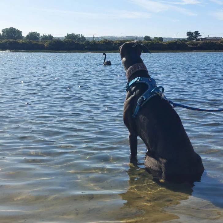 Un American Staghound assis sur une étendue d'eau portant un harnais et tenu en laisse