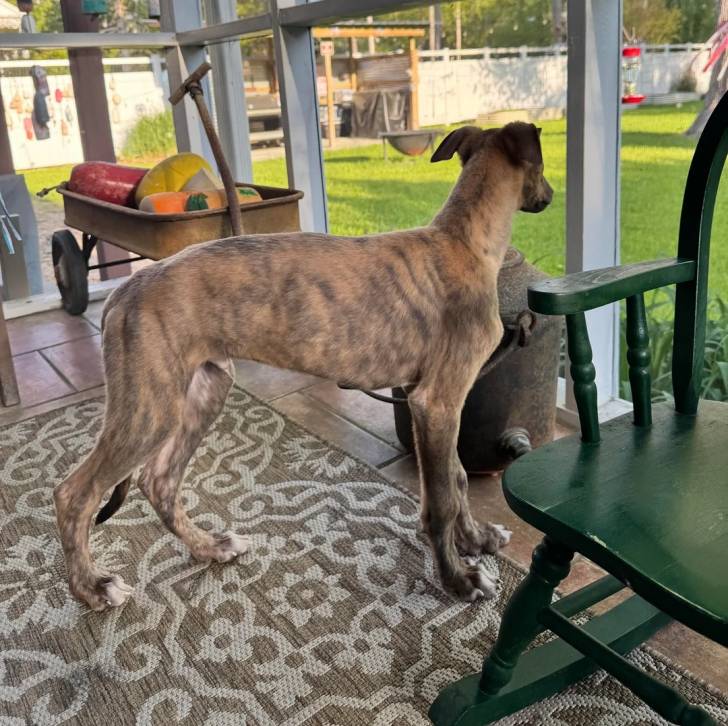 Un American Staghound sur un tapis et semblant concentré sur quelque chose
