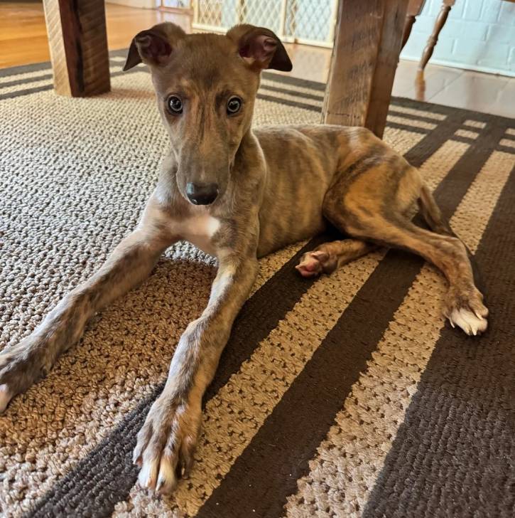 Un American Staghound allongé sur un tapis et regardant vers la caméra