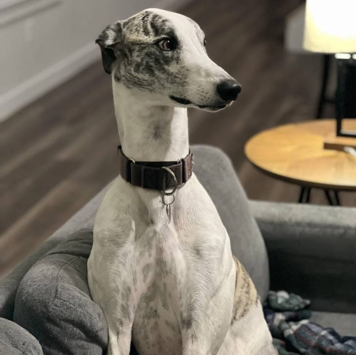 Un American Staghound assis sur un canapé et portant un collier au cou