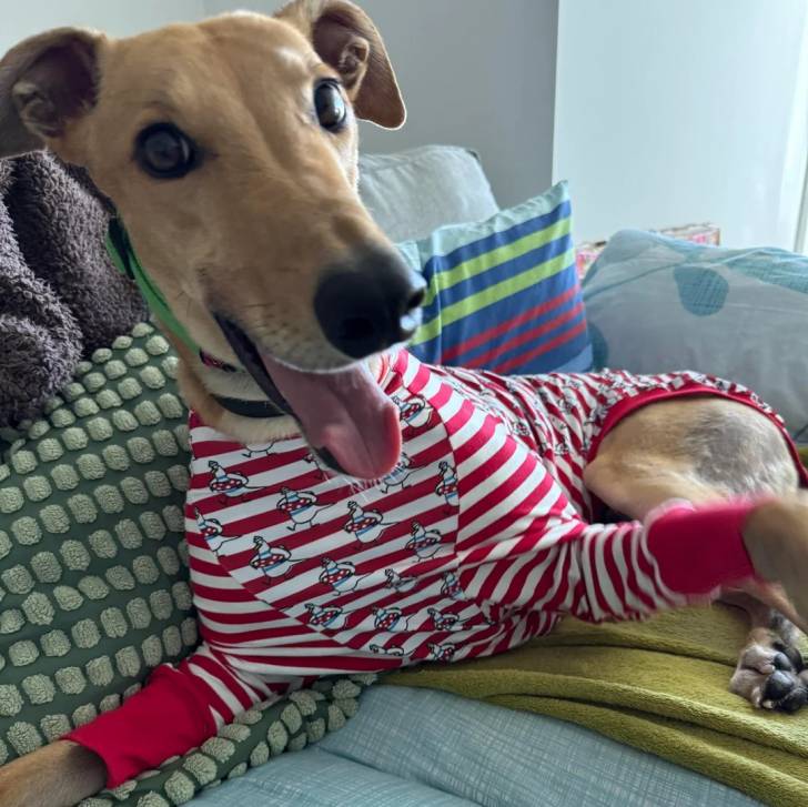 Un American Staghound allongé sur un canapé portant un habit pour chien