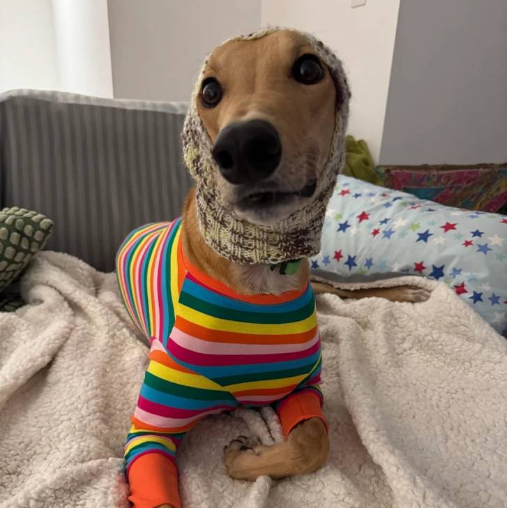 Un American Staghound allongé sur un canapé et portant un habit pour chien