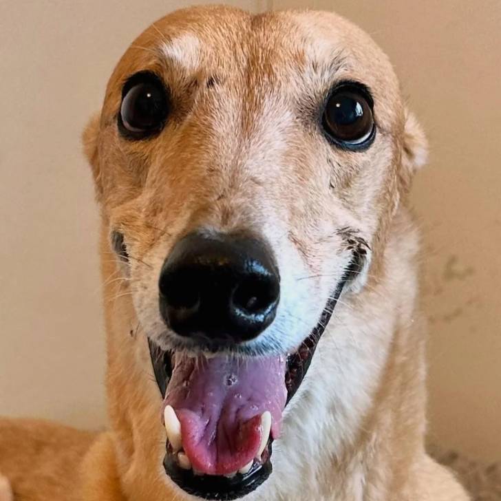 Un American Staghound regardant vers la caméra et ayant la gueule ouverte