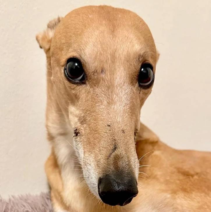 Un American Staghound regardant vers la caméra