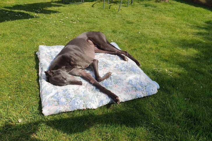 Un American Staghound allongé sur une couverture et semblant détendu