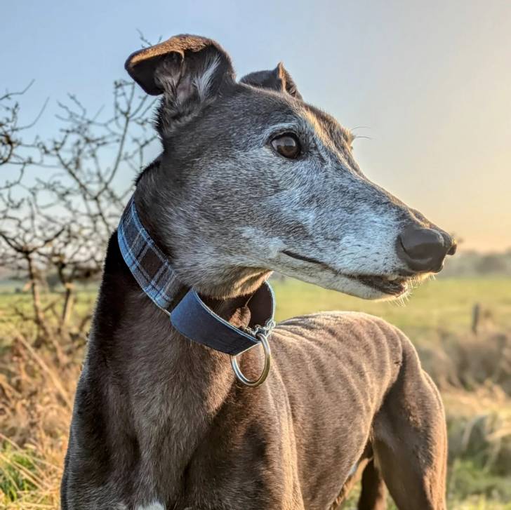 Un American Staghound sur un terrain herbeux et portant un collier au cou