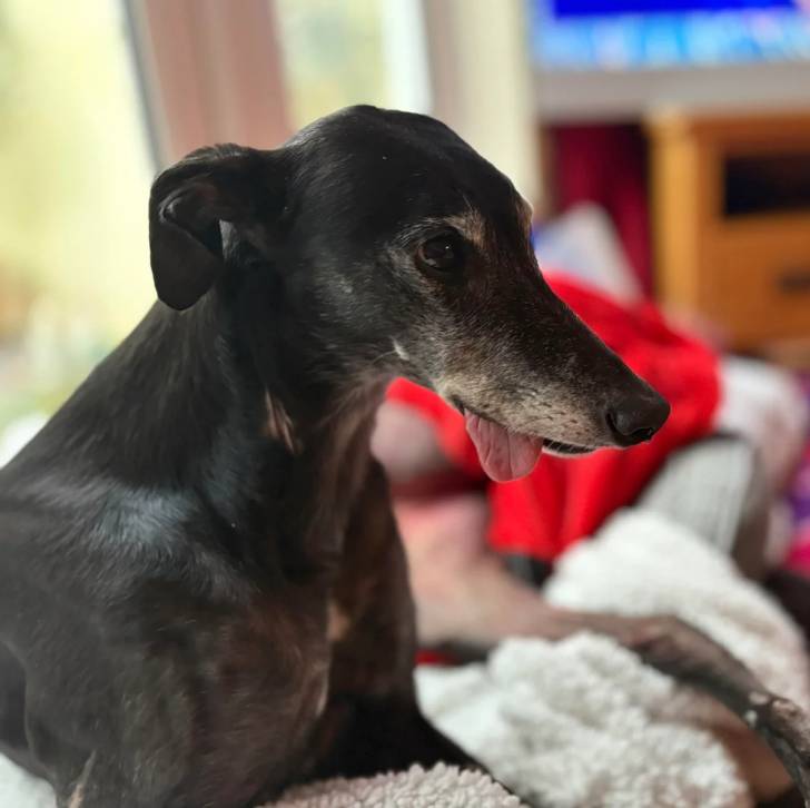 Un American Staghound allongé sur une couverture et tirant la langue