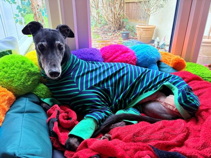 Un American Staghound allongé sur une couverture et portant un habit pour chien
