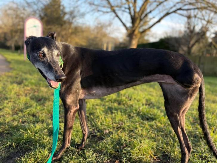 Un American Staghound sur un terrain herbeux et tenu en laisse