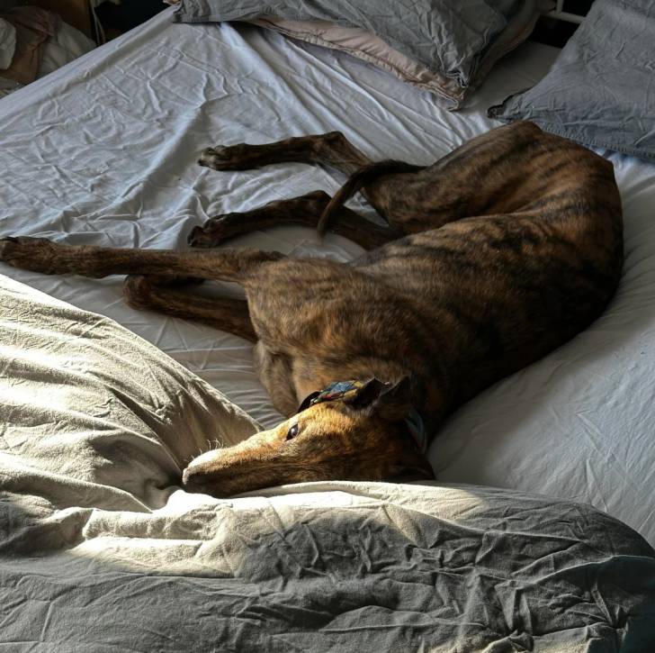 Un American Staghound allongé sur un lit et portant un collier au cou