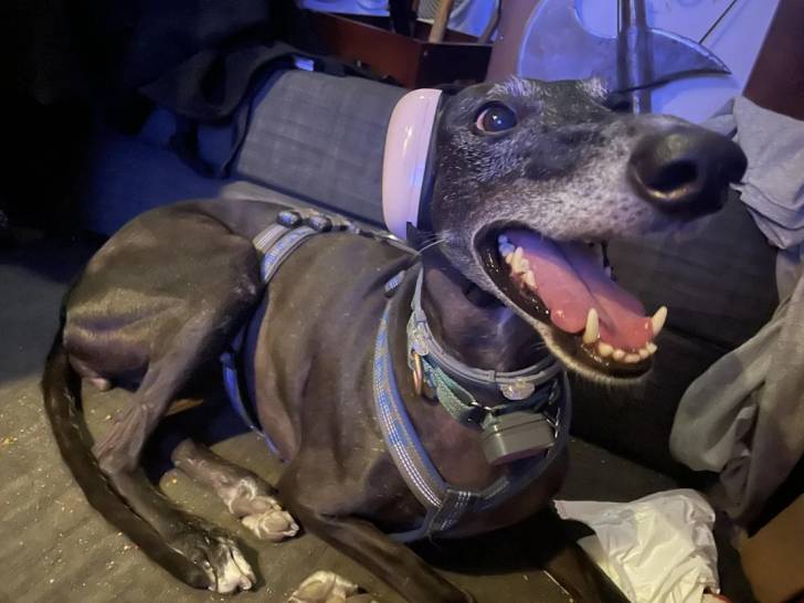 Un American Staghound allongé portant un harnais et ayant un casque audio sur la tête