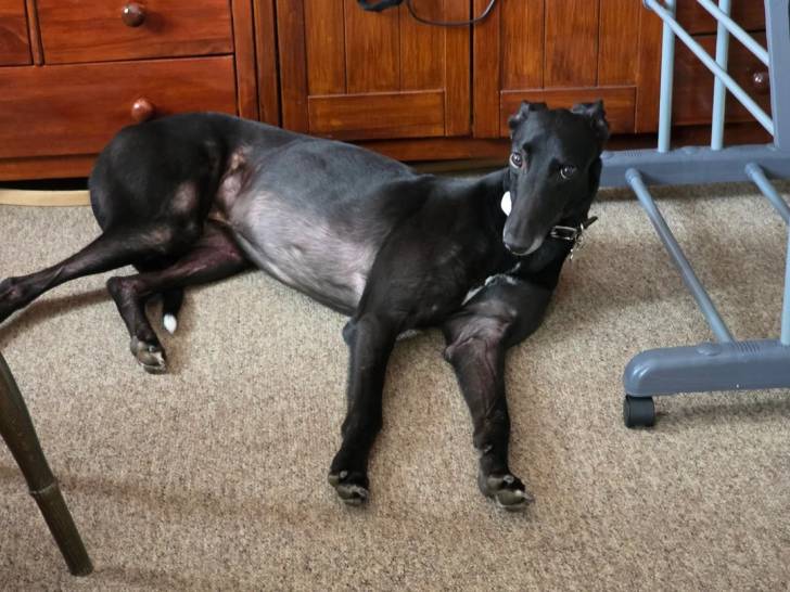 Un American Staghound allongé sur une moquette et regardant vers la caméra