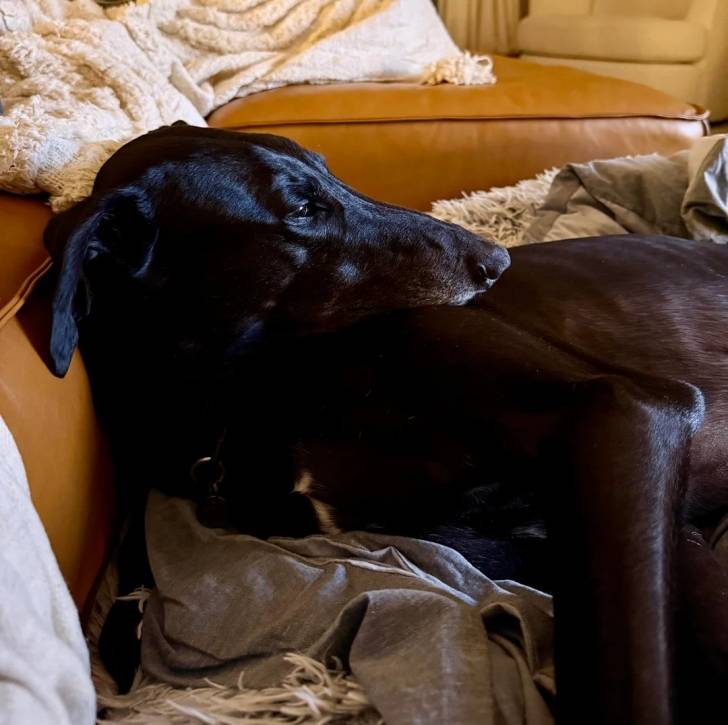 Un American Staghound allongé sur un canapé et semblant concentré sur quelque chose