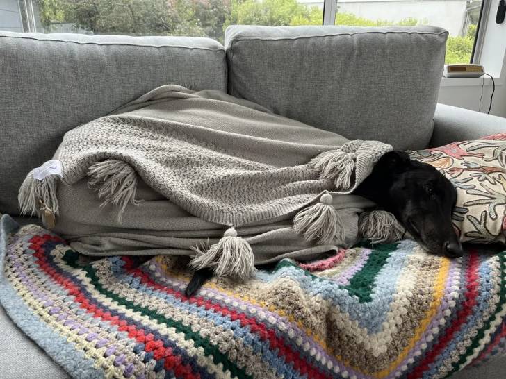 Un American Staghound allongé sur un canapé et recouvert d'une couverture