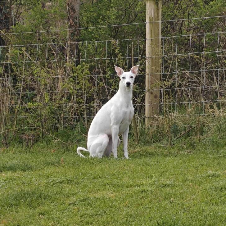Un American Staghound assis sur un terrain herbeux et regardant vers la caméra