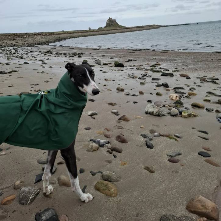 Un American Staghound sur une surface sableuse et portant un manteau pour chien