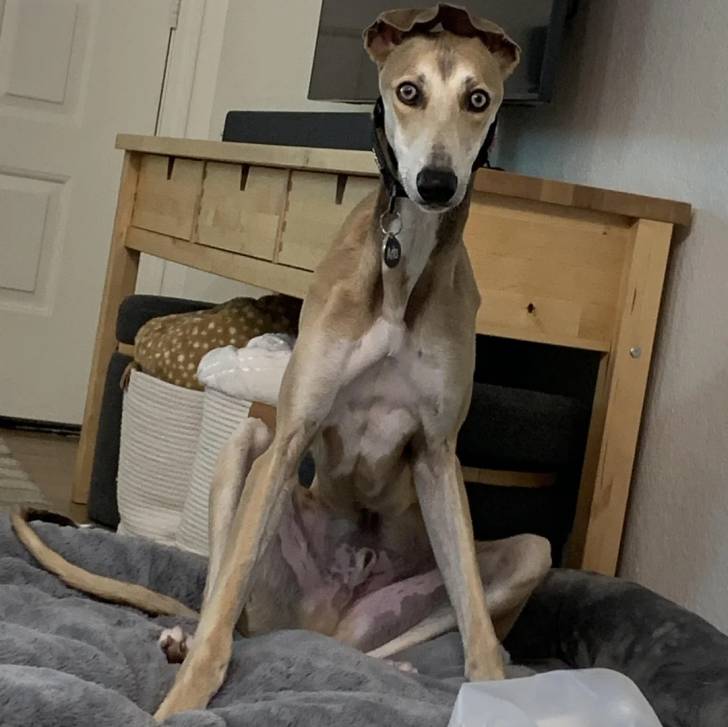 Un American Staghound assis sur un lit pour chien et portant un collier au cou