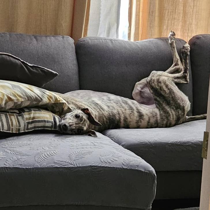 Un American Staghound allongé de dos sur un canapé