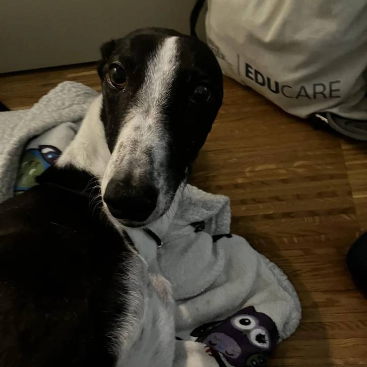 Un American Staghound allongé sur une couverture et regardant vers la caméra