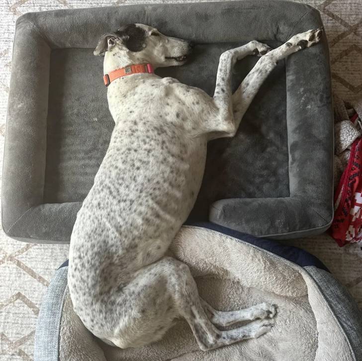 Un American Staghound allongé sur un panier et semblant dormir