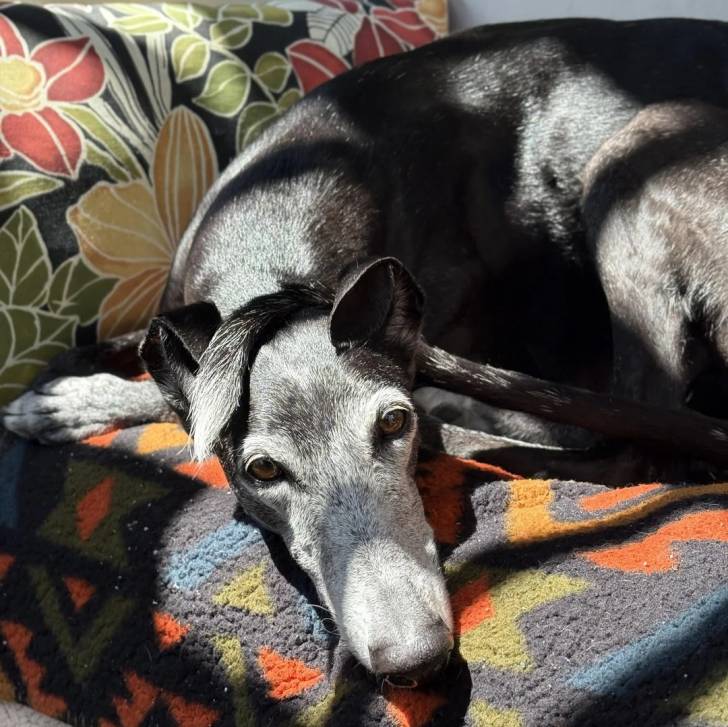 Un American Staghound allongé sur un lit et regardant vers la caméra