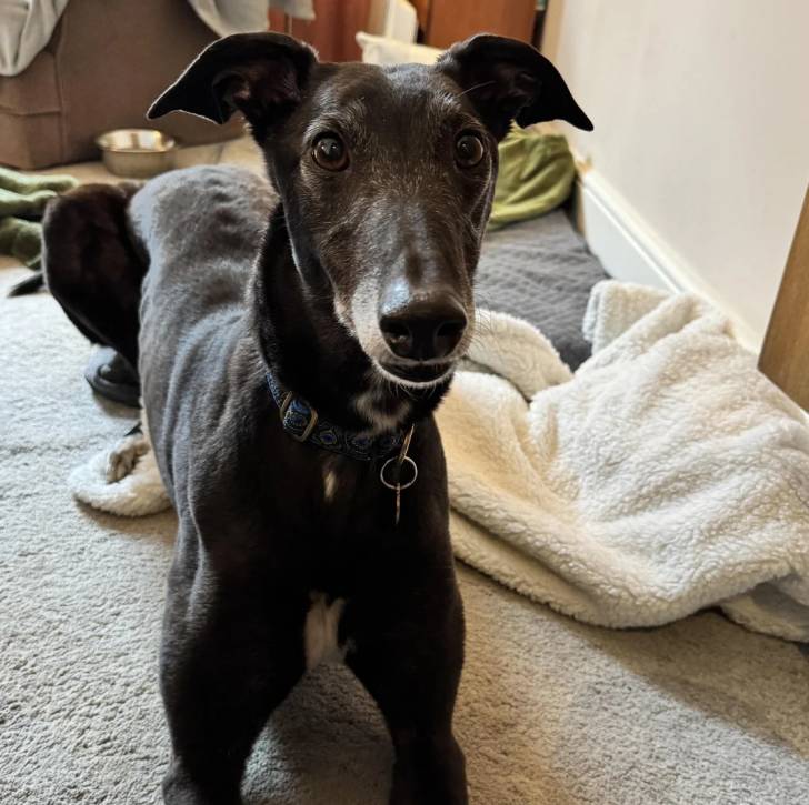 Un American Staghound allongé sur une moquette et portant un collier au cou