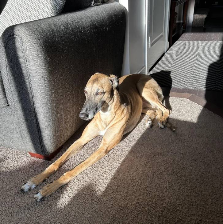 Un American Staghound allongé sur un moquette et semblant s'étirer