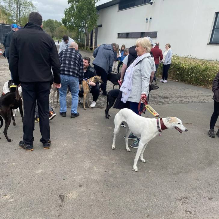 Un American Staghound tenu en laisse par une dame
