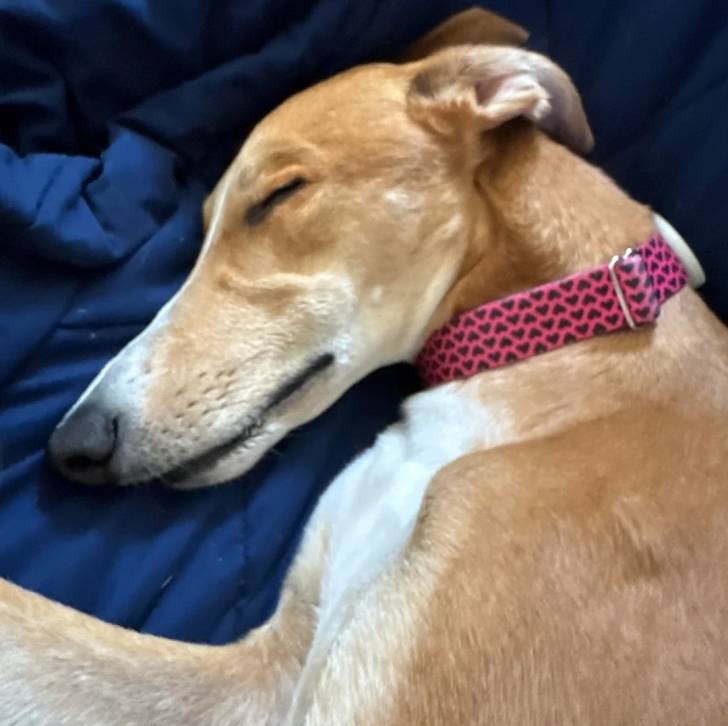 Un American Staghound allongé sur une couverture et portant un collier au cou