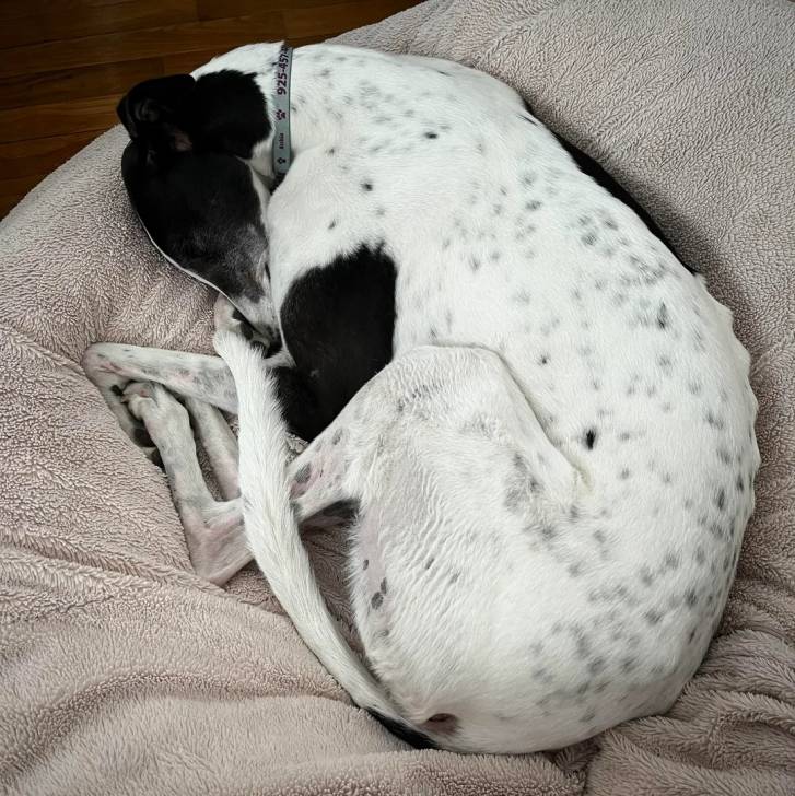 Un American Staghound allongé sur un panier et portant un collier au cou