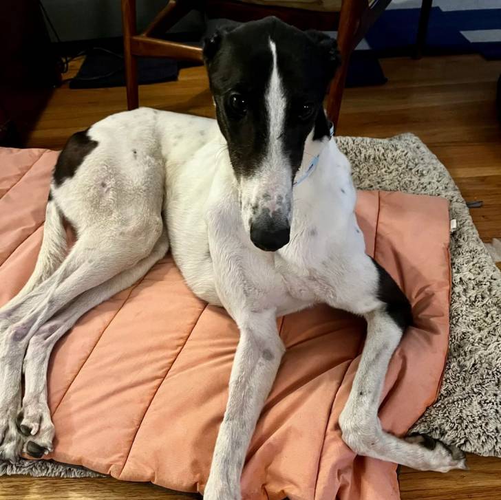 Un American Staghound allongé sur une couverture et regardant vers la caméra