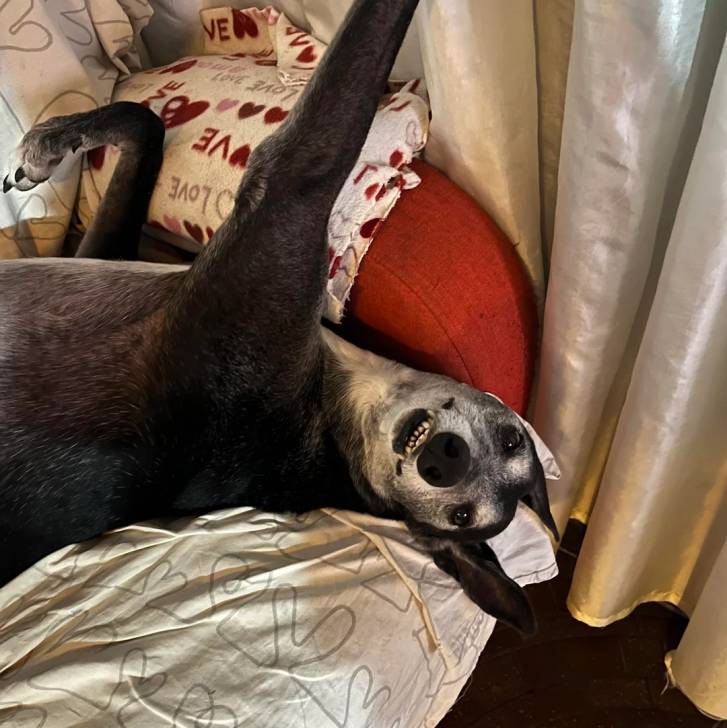 Un American Staghound allongé de dos sur un canapé et ayant la gueule ouverte