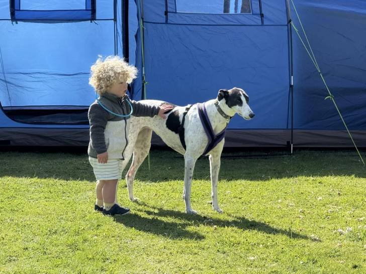 Un American Staghound sur un terrain herbeux portant un harnais à côté d'un enfant