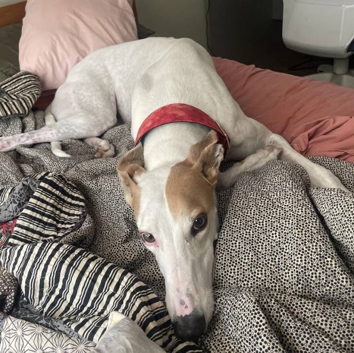 Un American Staghound allongé sur un lit