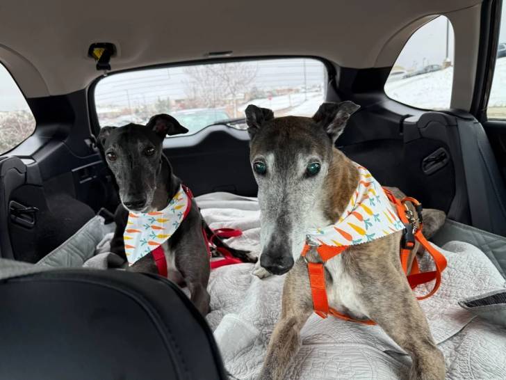 Deux American Staghound allongés dans un véhicule