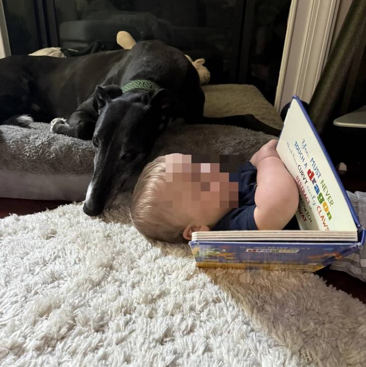 Un American Staghound allongé sur un panier à côté d'un enfant