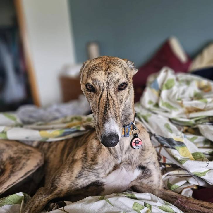 Un American Staghound allongé sur un lit et portant un collier au cou
