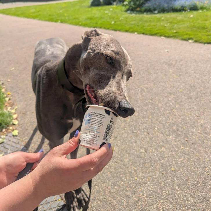 Un American Staghound tenu en laisse et léchant un pot de yaourt