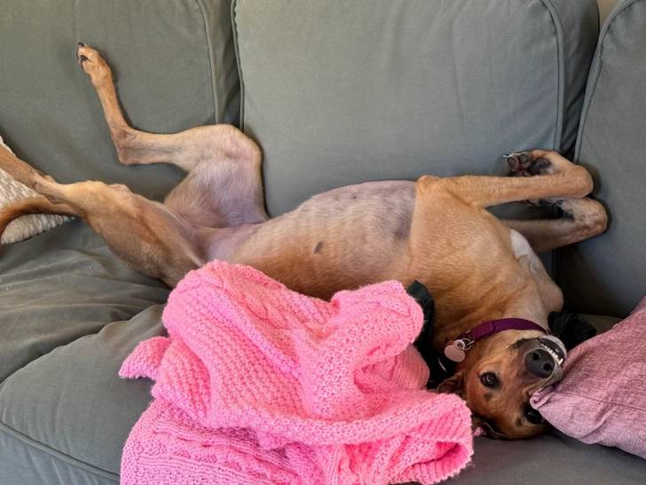 Un American Staghound allongé sur un canapé et ayant la gueule ouverte