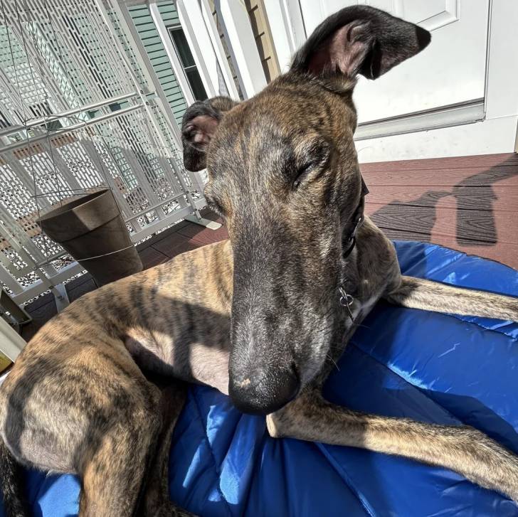 Un American Staghound allongé sur un tapis en plastique