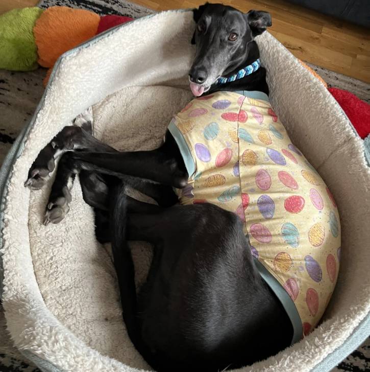 Un American Staghound allongé dans un panier et portant un habit pour chien