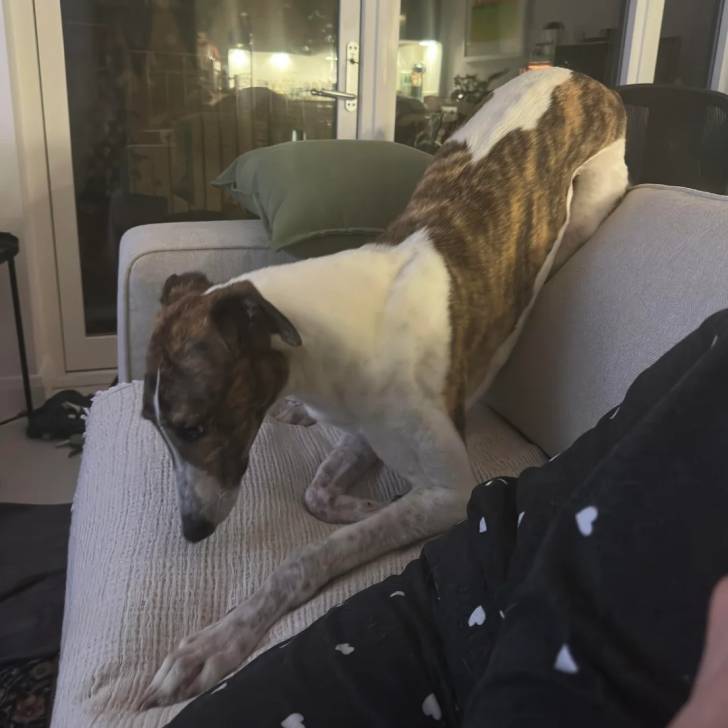 Un American Staghound allongé sur un canapé